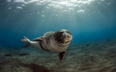 Mediterranean Monk Seal - Image Abyss