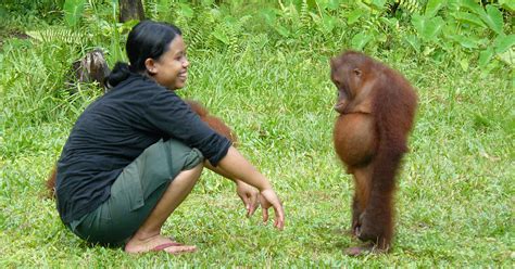 Standoff Between Orangutan And Its Babysitter | Bored Panda