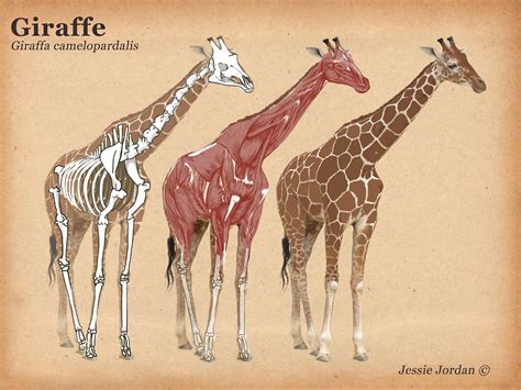 jj.zoology@gmail.com | Giraffe illustration, Animal sketches, Animal skeletons