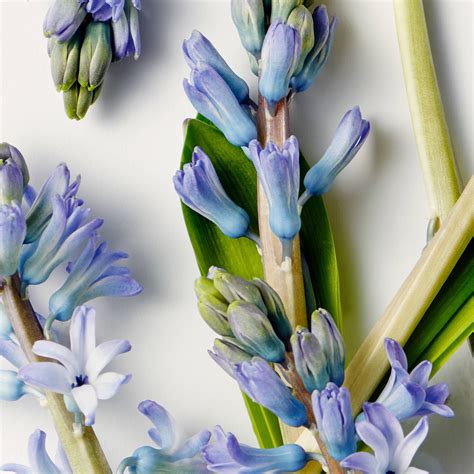 Apollo Hyacinth – Eric Buterbaugh Fragrances