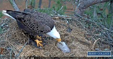 Eagle cam at Berry College shows new baby eaglets | WTVC