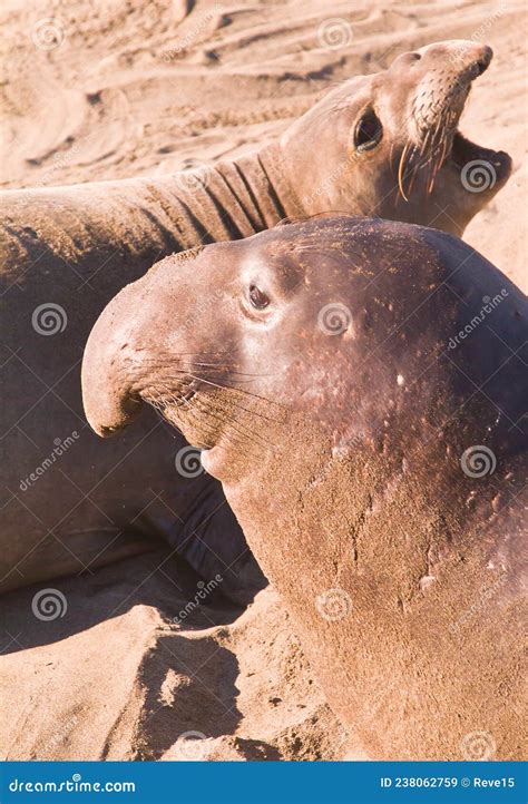 California, Bull, Sea Lion and Female Seal Soaking Up Heat on a Sandy Beach in February Stock ...