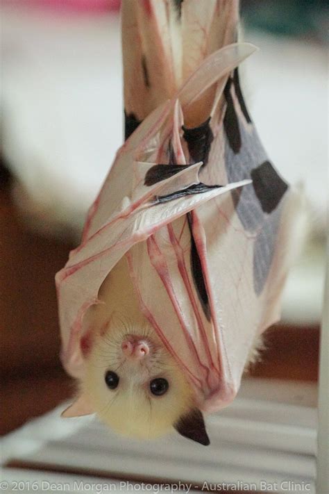 Rarest Orphan At Bat Clinic Has No Idea He's Any Different | Animals wild, Animals beautiful ...