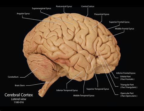 Anatomy Of Cerebrum | Images and Photos finder