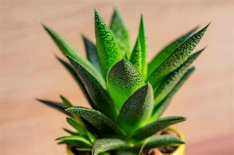 Premium Photo | Aloe vera plant in yellow ceramic pot houseplant ...