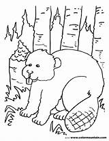 Beaver Coloring Page At GetColoringscom  Free Printable Colorings sketch template