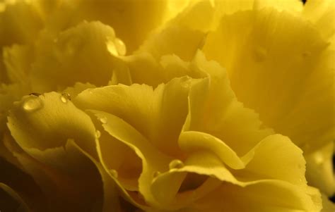 Yellow carnation by Demasc1 - Image Abyss