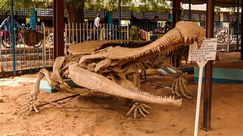 Sarcosuchus: The 40-Foot-Long Prehistoric Monster Crocodile That Hunted ...