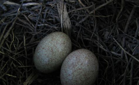 a view from my window: Brown Thrasher eggs