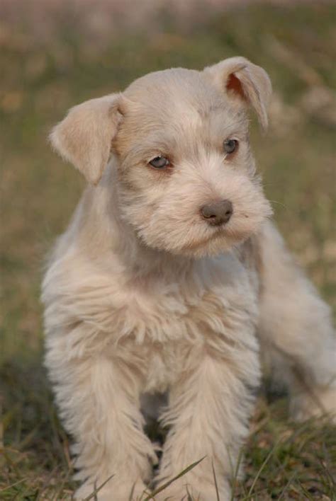 Parti-Colored Schnauzer | Akc Toy Schnauzers Rare Colors Liver Parti, Liver Pepper, And Salt And ...