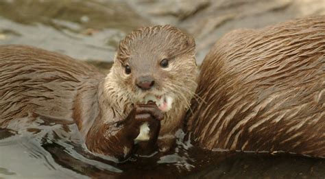 Hunstanton SEA LIFE Sanctuary | Discover Animals