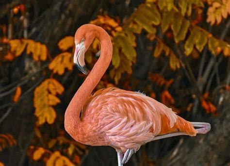 What Do Flamingos Eat? Here’s What Their Diet Look Like