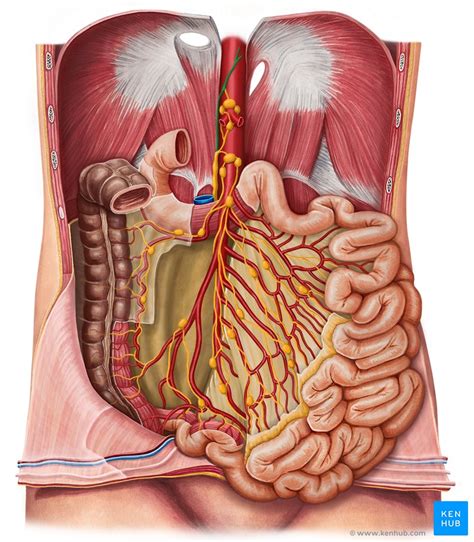 Lymphatics of abdomen and pelvis: Anatomy and drainage | Kenhub