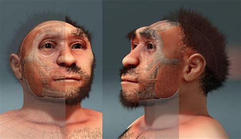 Homo erectus: qué es, origen, características, alimentación, cráneo (2022)