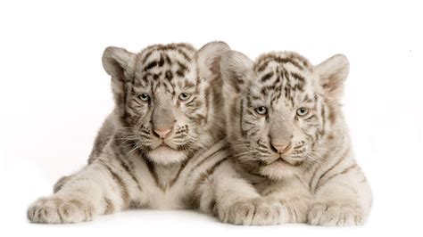 White Tiger Cub Wallpapers - Wallpaper Cave