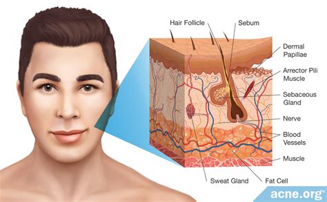 Parts Of The Human Skin And Their Functions