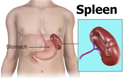 Spleen Cancer: Causes, Symptoms, And Treatments, 41% OFF
