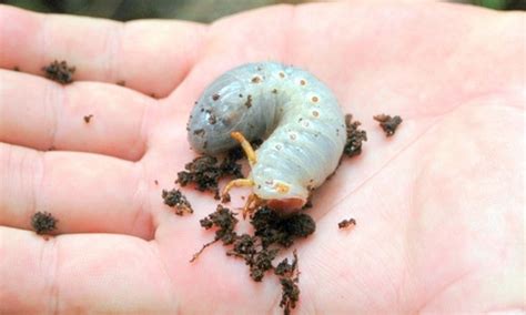 coccinelle du rhinocéros de la noix de coco - oryctes rhinoceros ...