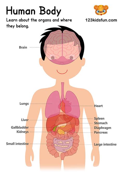 Human Body Systems for Kids Free Printables - Homeschooling | 123 Kids Fun Apps