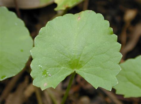 OUR NATURAL REMEDY: Daun Pegaga (Centella asiatica): The Health Benefits