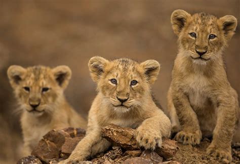 Asiatic Lion Cubs