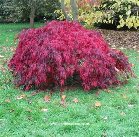 Dwarf Weeping Japanese Maple Varieties #shedplans | Japanese maple tree landscape, Japanese ...