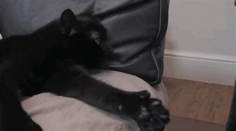 Cat Thumbs Up GIF - Find & Share on GIPHY