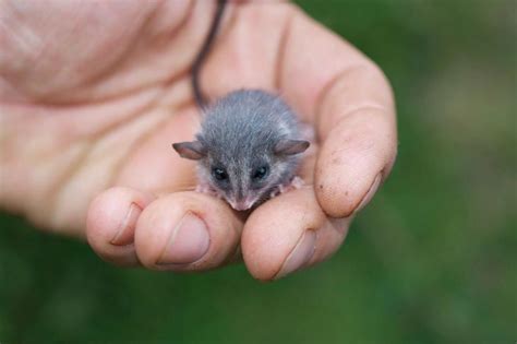 baby Eastern Pygmy-possum | Australia animals, Australian native animals, Australian animals