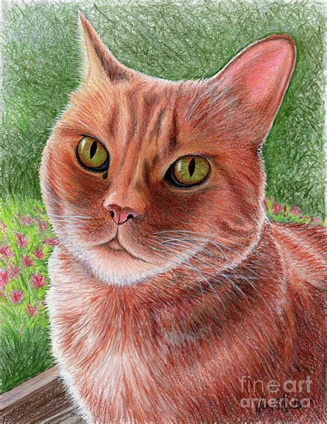 Orange Tabby Cat Drawing by Nancy Mueller - Pixels