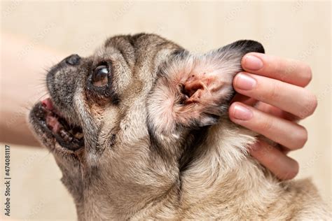 Beige pug. Dirty ear of the dog. Ear mites, allergic otitis media ...