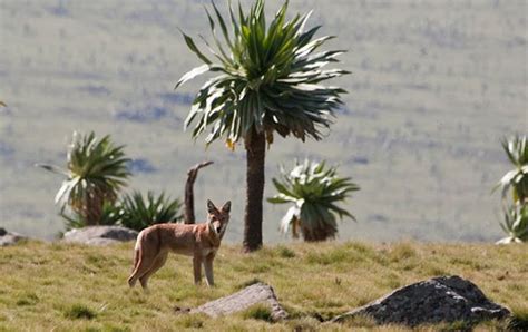 Conservation and research of the Ethiopian wolf | Whitley Award