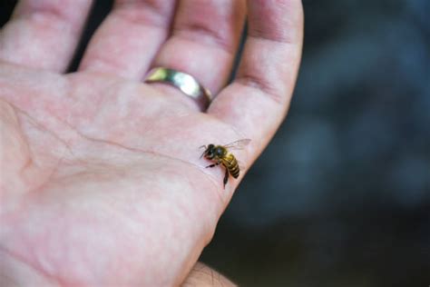 310+ Wasp Woman Stock Photos, Pictures & Royalty-Free Images - iStock