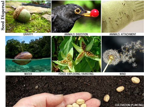 Studying Seeds in Third Grade With Free Printables | Seed dispersal ...