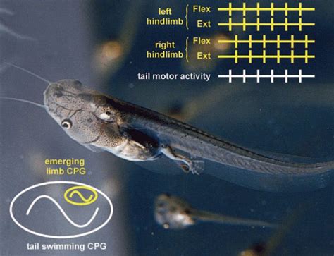 Metamorphosis from tadpole to frog: a tale of two networks - The Physiological Society