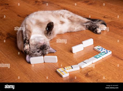 Adorable tortie point Siamese cat playing dominoes upside down Stock Photo - Alamy