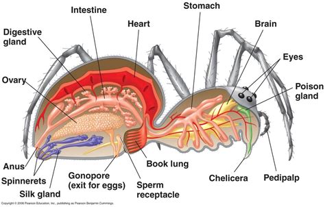 Anatomy & Physiology - Subphylum chelicerata