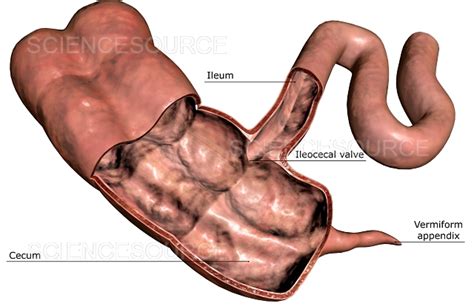 Ileocecal Sphincter Digestive System