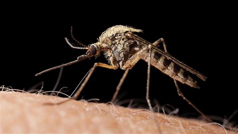 West Nile virus detected in Mifflin Township mosquitoes