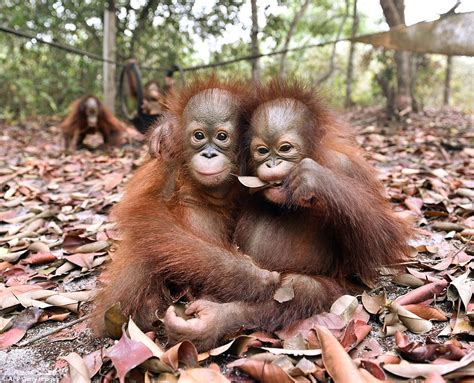 Baby Orangutans Playing