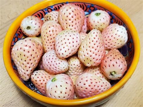 Strawberry 'Pineberry F2' Seeds (Certified Organic) | Garden Hoard – Certified Organic Heirloom ...