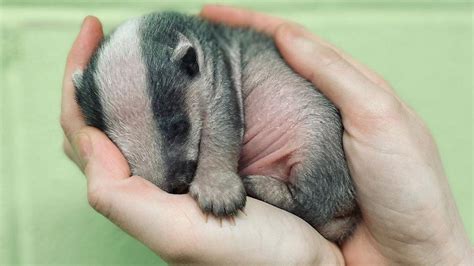 In pictures: Tiny badger cub rescued - BBC News