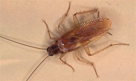 brown-banded cockroach - Supella longipalpa