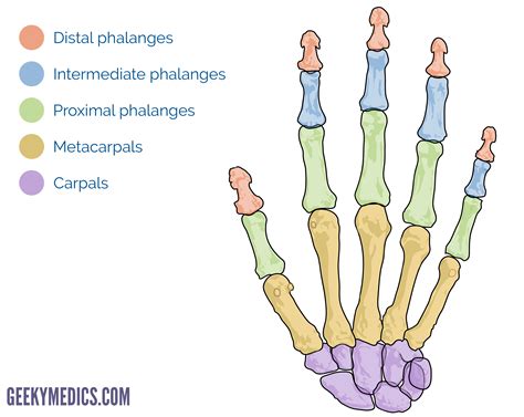 Bones of the Hand | Carpal Bones - Metacarpal bones | Geeky Medics