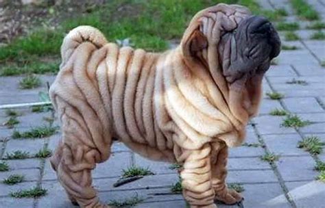 Wrinkly Dog Breeds (Dogs with Rolls of Fat) | Wrinkly dog, Dog breeds ...