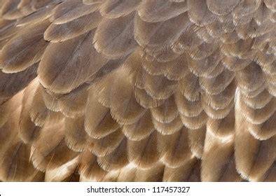 Hawk Feathers Photos and Images | Shutterstock