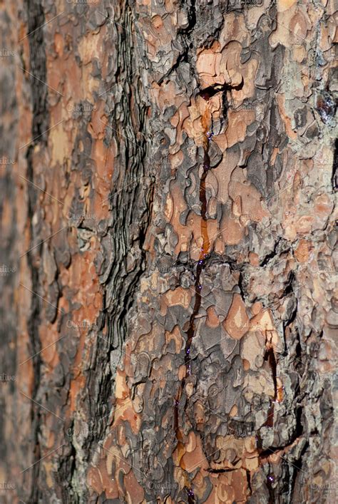 Tree Bark Patterns ~ Nature Photos ~ Creative Market