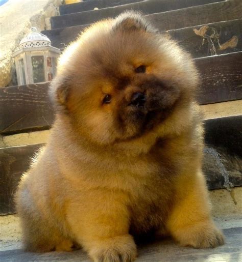 25+ Teddy Bear Chow Chow Puppies For Sale Photo - Bleumoonproductions