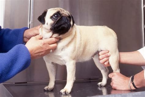 Hip Dysplasia Surgery for Dogs: What to Expect | Danbury Vet