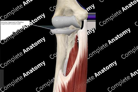 Annular Ligament of Radius | Complete Anatomy