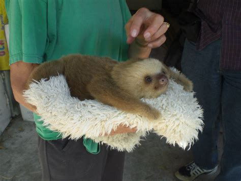 Baby sloth, rescued from captivity and to be returned to t… | Flickr